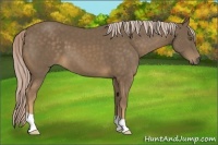 Horse Color:Chocolate Palomino 