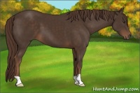Horse Color:Liver Chestnut 