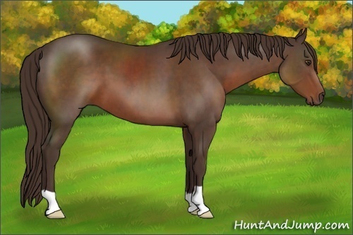 Horse Color:Liver Chestnut 
