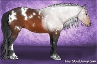 Horse Color:White Spotted Brown 