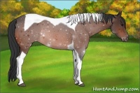 Horse Color:Bay Tobiano Appaloosa 