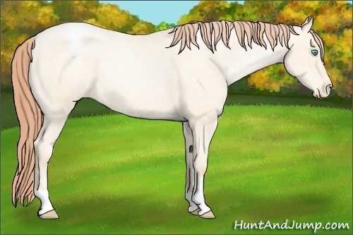 Horse Color:Amber Cream Champagne Roan Pearl Appaloosa 