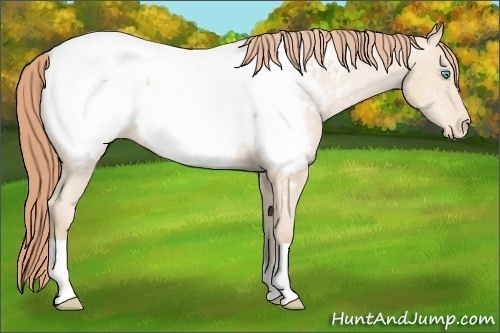 Horse Color:Buckskin Pearl Appaloosa 