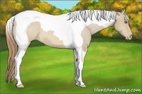 Horse Color:Sable Cream Champagne Tobiano Varnish 