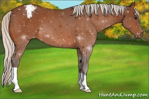 Horse Color:Silver Bay Appaloosa 