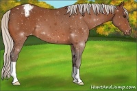 Horse Color:Silver Bay Appaloosa 
