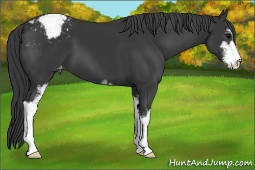 Horse Color:Black Sabino Appaloosa 