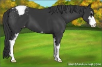 Horse Color:Black Sabino Appaloosa