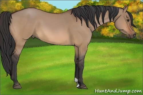 Horse Color:Bay Dun 