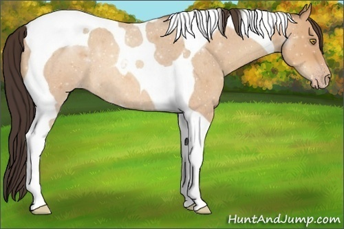 Horse Color:Amber Champagne Roan Tobiano 