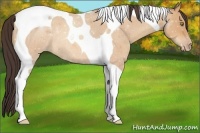 Horse Color:Amber Champagne Roan Tobiano 