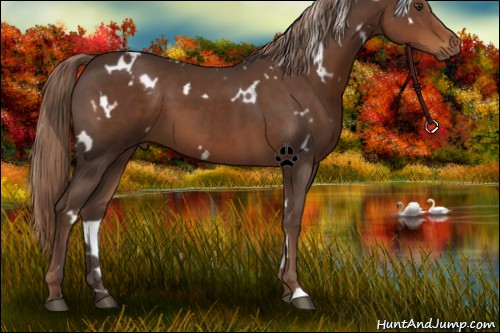 Horse Color:White Spotted Liver Chestnut