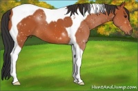 Horse Color:Bay Tobiano