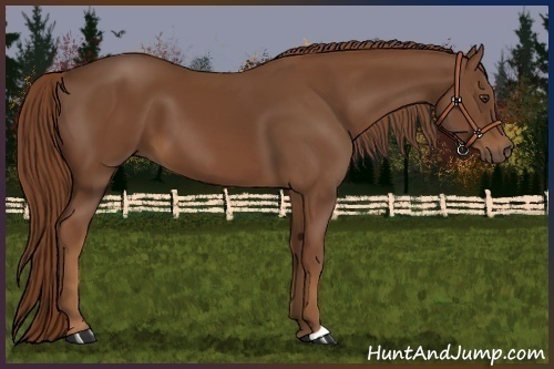 Horse Color:Chestnut 