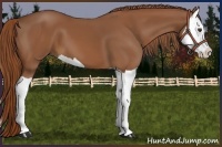 Horse Color:Chestnut Splash 