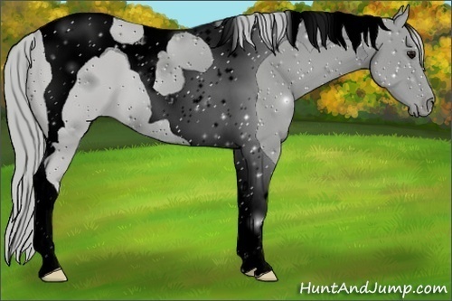 Horse Color:ERROR: UNKNOWN ANOMALY