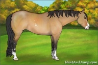 Horse Color:Brown Dun Sabino