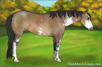 Horse Color:Brown Dun Sabino 