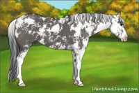 Horse Color:Grullo Sabino 