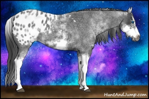 Horse Color:White Spotted Blue Roan Splash Frame Appaloosa 