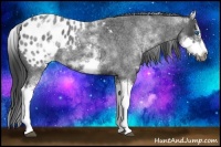 Horse Color:White Spotted Blue Roan Splash Frame Appaloosa 