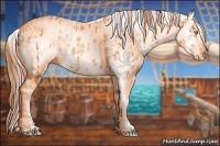 Horse Color:Gold Champagne Appaloosa  and Gold Champagne Appaloosa 