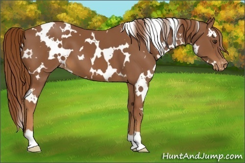 Horse Color:White Spotted Chestnut Appaloosa 