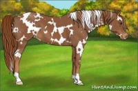 Horse Color:White Spotted Chestnut Varnish