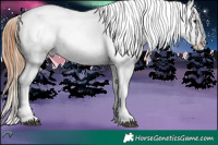 Horse Color:Bay Roan Appaloosa 