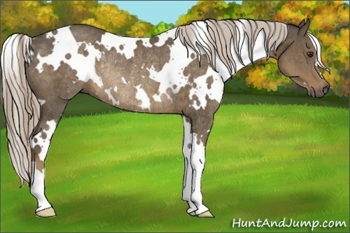 Horse Color:White Spotted Chocolate Palomino Rabicano 