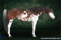 Horse Color:Bay Sabino