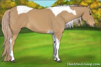Horse Color:Palomino Tobiano 