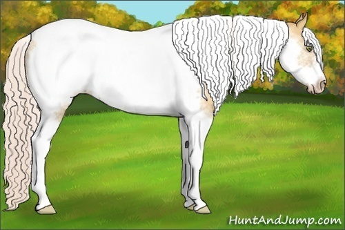 Horse Color:Silver Amber Champagne Dun Tobiano Frame Rabicano 