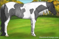Horse Color:Blue Roan Tobiano Rabicano 