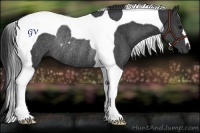 Horse Color:Black Tobiano Rabicano