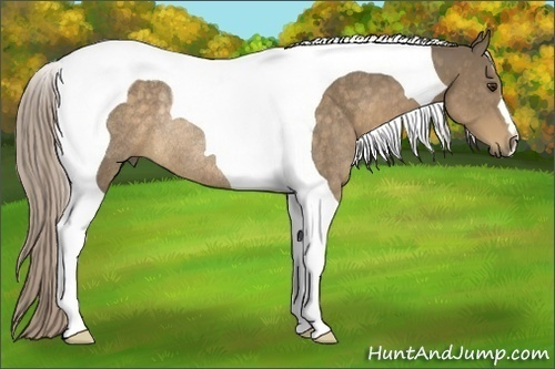 Horse Color:Chocolate Palomino Tobiano Rabicano