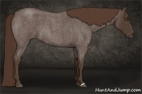 Horse Color:Liver Red Roan 