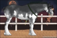 Horse Color:Black Chinchilla Splash 