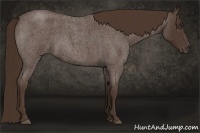 Horse Color:Liver Red Roan 