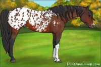 Horse Color:Bay Appaloosa 