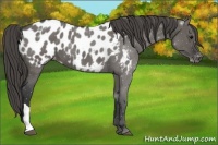 Horse Color:Grullo Roan Appaloosa 