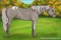 Horse Color:Silver Grullo Roan Appaloosa 