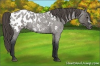 Horse Color:Grullo Roan Near Leopard Rabicano 