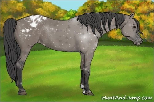 Horse Color:Grullo Appaloosa Rabicano 