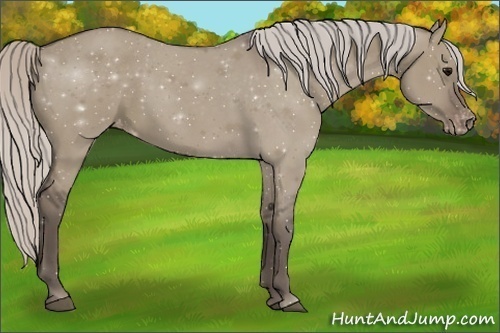 Horse Color:Silver Grullo Appaloosa 