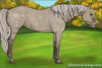 Horse Color:Silver Grullo Varnish 