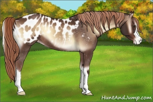 Horse Color:Red Onyx Appaloosa 