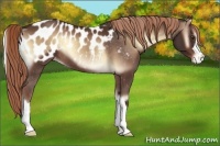 Horse Color:Red Onyx Appaloosa 