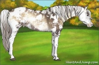 Horse Color:Chocolate Palomino Onyx Sabino Rabicano