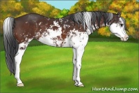 Horse Color:Brown Sabino